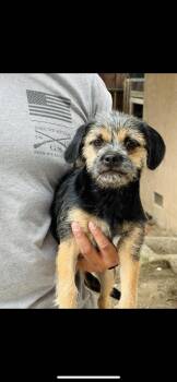 Maggie -  Border Terrier and Miniature Schnauzer Dog for Adoption in New Haven, Connecticut - Maggie | PetCurious
