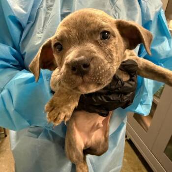 Coogee -  Pit Bull Terrier Dog for Adoption in Los Angeles, California - Coogee | PetCurious