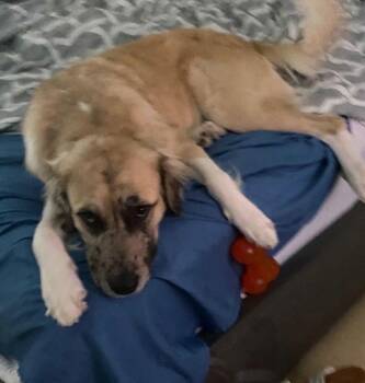 Golden Retriever and Australian Shepherd Dogs Available for Adoption - Porche | PetCurious