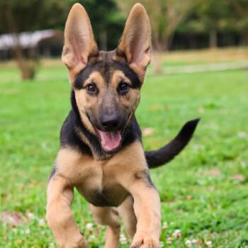 Anna -  German Shepherd Dog Dog for Adoption in Richmond, Virginia - Anna | PetCurious