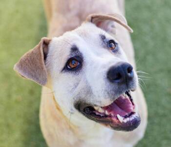 Sarah -  Labrador Retriever and Terrier Dog for Adoption in Bloomfield, Connecticut - Sarah | PetCurious
