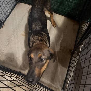 Hank -  Coonhound and Mixed Breed Dog for Adoption in Birmingham, Alabama - Hank | PetCurious