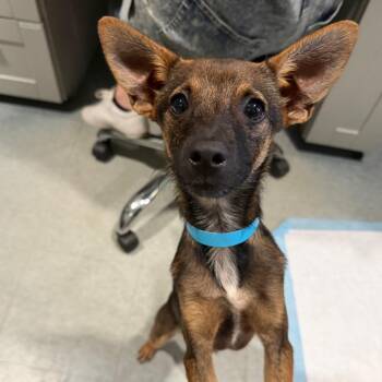 MACREADY -  Chihuahua and Mixed Breed Dog for Adoption in Kyle, Texas - MACREADY | PetCurious