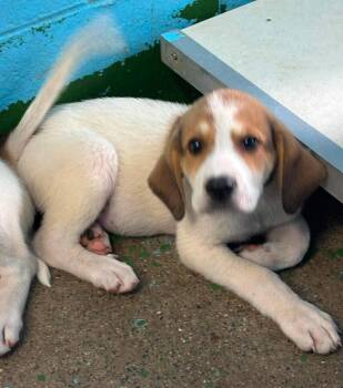 Lena: Pending -  Great Pyrenees and Hound Dog for Adoption in Rustburg, Virginia - Lena: Pending | PetCurious