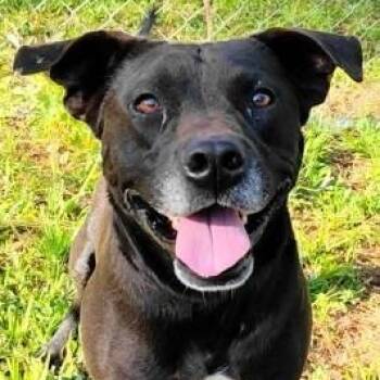 Labrador Retriever Dogs Available for Adoption in Chelmsford, Massachusetts - Zane | PetCurious