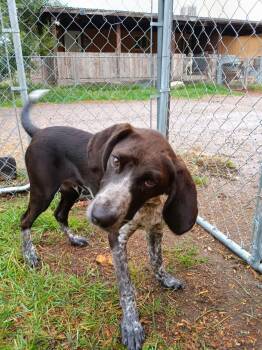 Rescue Bloodhound and Bluetick Coonhound Dogs for Adoption in Cardwell, Montana - Dax | PetCurious