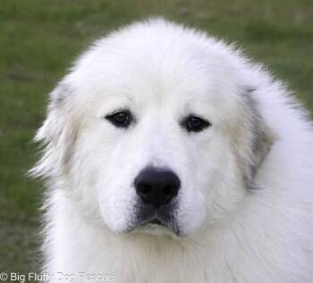 Great Pyrenees Dogs Available for Adoption - Bron | PetCurious