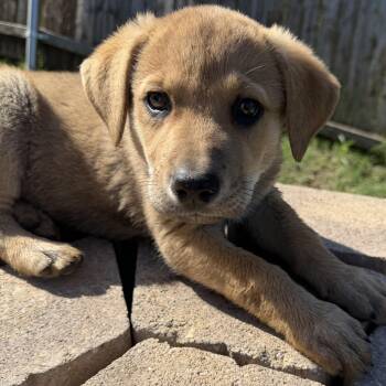 German Shepherd Dog Dogs Available for Adoption in Krum, Texas - Julip | PetCurious