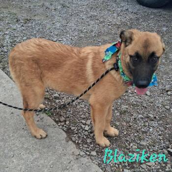 Belgian Shepherd Malinois and Mixed Breed Dogs Available for Adoption in Hackett, Arkansas - Blaziken | PetCurious