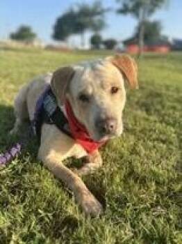 Palomo -  Labrador Retriever Dog for Adoption in Denton, Texas - Palomo | PetCurious