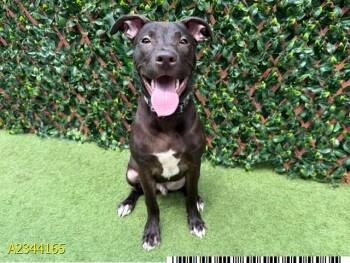 CAMO -  Mixed Breed Dog for Adoption in West Palm Beach, Florida - CAMO | PetCurious