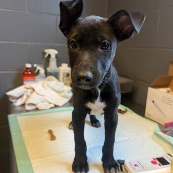 TUSC-Stray-85134 -  Terrier and Mixed Breed Dog for Adoption in Tuscaloosa, Alabama - TUSC-Stray-85134 | PetCurious