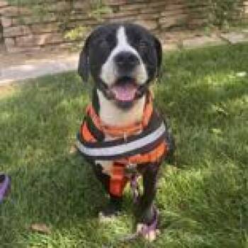 Mylo -  Mixed Breed Dog for Adoption in Hilliard, Ohio - Mylo | PetCurious
