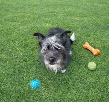 Terrier Dogs Available for Adoption - Fluffy | PetCurious