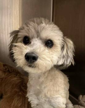 Poodle Dogs Available for Adoption in San Diego, California - Rolly (Risen) | PetCurious