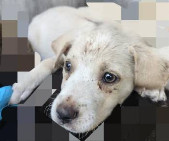 CERES -  American Staffordshire Terrier Dog for Adoption in San Antonio, Texas - CERES | PetCurious