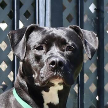 Pepita -  Pit Bull Terrier Dog for Adoption in Oakland, California - Pepita | PetCurious