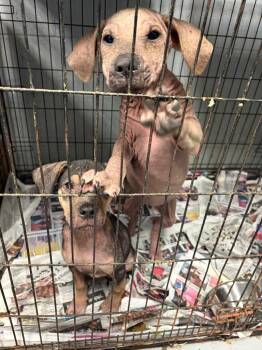 Labrador Retriever Dogs Available for Adoption in Greenwood, Mississippi - Valerie | PetCurious