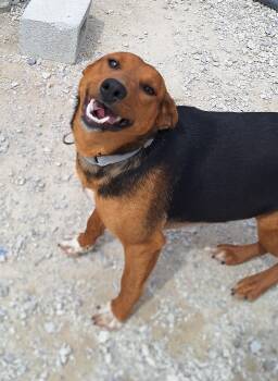 Hound Dogs Available for Adoption - Ceila  | PetCurious