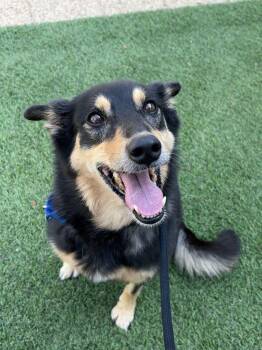 Kiki -  Mixed Breed Dog for Adoption in Alexandria, Virginia - Kiki | PetCurious