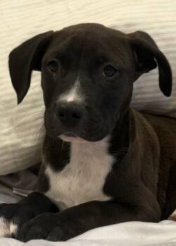 Beagle and Labrador Retriever Dogs Available for Adoption in Watertown, Connecticut - Hal | PetCurious