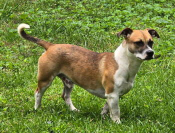 Rescue Beagle Dogs for Adoption in Charlotte, North Carolina - Tucker | PetCurious