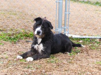 Aussiedoodle Dogs Available for Adoption - Roxanne | PetCurious