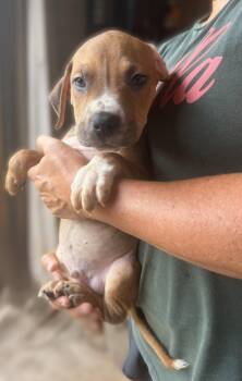 Beckham -  Mixed Breed Dog for Adoption in Jackson, Mississippi - Beckham | PetCurious