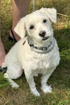 BARKLEY -  Maltipoo Dog for Adoption in Huntington, New York - BARKLEY | PetCurious