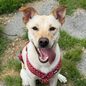 Rescue Jindo Dogs for Adoption in Johns Creek, Georgia - Mario | PetCurious