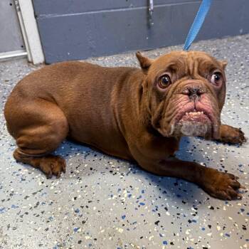 Coco -  English Bulldog and Pit Bull Terrier Dog for Adoption in Tuscaloosa, Alabama - Coco | PetCurious