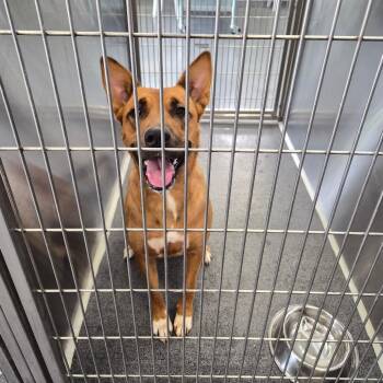 Trixxie -  Terrier and Retriever Dog for Adoption in Montgomery, Alabama - Trixxie | PetCurious