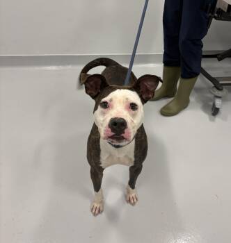 Margot -  Pit Bull Terrier Dog for Adoption in Bourbonnais, Illinois - Margot | PetCurious