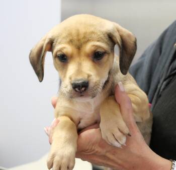 Terrier and Shepherd Dogs Available for Adoption - Misty | PetCurious