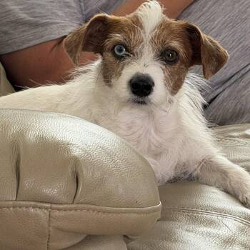 Jack Russell Terrier and Chihuahua Dogs Available for Adoption in La Feria, Texas - Tillie | PetCurious