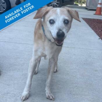 Hank (Dog 7) -  Beagle and Mixed Breed Dog for Adoption in Roanoke, Virginia - Hank (Dog 7) | PetCurious