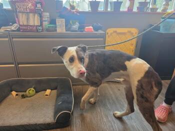 Rescue Catahoula Leopard Dog Dogs for Adoption in Leavenworth, Kansas - 25-0649 "Piglet" | PetCurious