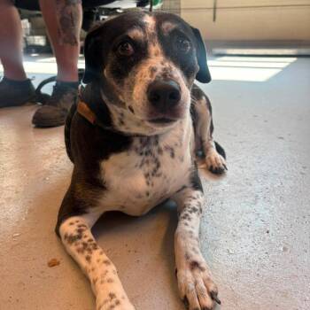 Lucy Goosey -  Mixed Breed Dog for Adoption in Huntington, West Virginia - Lucy Goosey | PetCurious