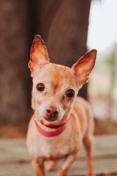Chihuahua and Mixed Breed Dogs Available for Adoption in North Charleston, South Carolina - 92104A Etta | PetCurious