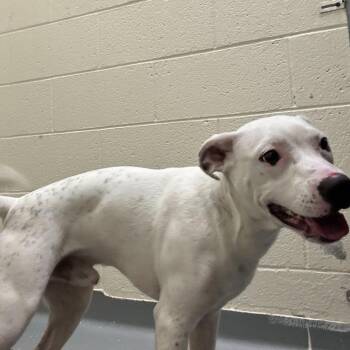 Oreo -  Mixed Breed Dog for Adoption in Asheville, North Carolina - Oreo | PetCurious