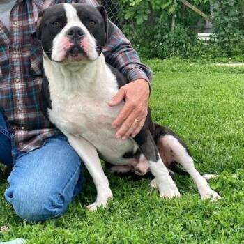 American Staffordshire Terrier Dogs Available for Adoption in Vallonia, Indiana - PREACH | PetCurious