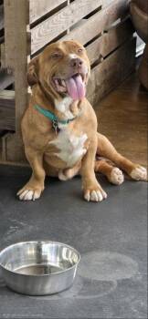 Lucky -  Basset Hound Dog for Adoption in Derry, New Hampshire - Lucky | PetCurious