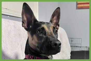 Rescue Belgian Shepherd Malinois and Australian Cattle Dog Blue Heeler Dogs for Adoption in Amherst, Massachusetts - Scooby | PetCurious