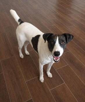 Jack Russell Terrier Dogs Available for Adoption in Gig Harbor, Washington - Manchitas | PetCurious