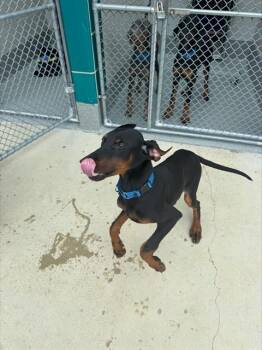 ROMA -  Doberman Pinscher and Mixed Breed Dog for Adoption in Leesburg, Virginia - ROMA | PetCurious
