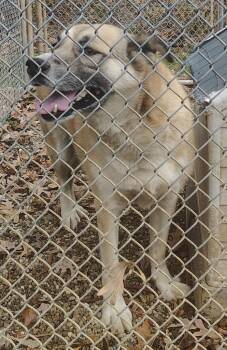 Rescue German Shepherd Dog and Mixed Breed Dogs for Adoption in Saint Clairsville, Ohio - Lucy | PetCurious