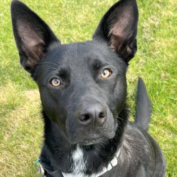 Shepherd Dogs Available for Adoption in Shakopee, Minnesota - Fred | PetCurious