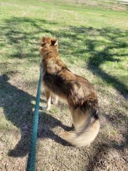 German Shepherd Dog and Mixed Breed Dogs Available for Adoption - Ginga | PetCurious