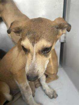 A661441 -  German Shepherd Dog and Mixed Breed Dog for Adoption in Houston, Texas - A661441 | PetCurious