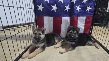 Hedwig 7616 -  German Shepherd Dog Dog for Adoption in Centreville, Virginia - Hedwig 7616 | PetCurious